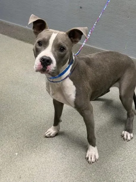 A young large-sized male Pit Bull Terrier dog named Dennis for adoption in Las Vegas, NV