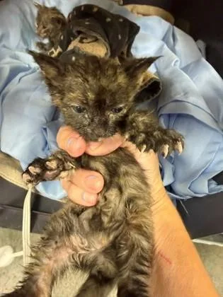 A baby small-sized female Domestic Short Hair cat named Pipa the Paver for adoption in Port Allen, LA