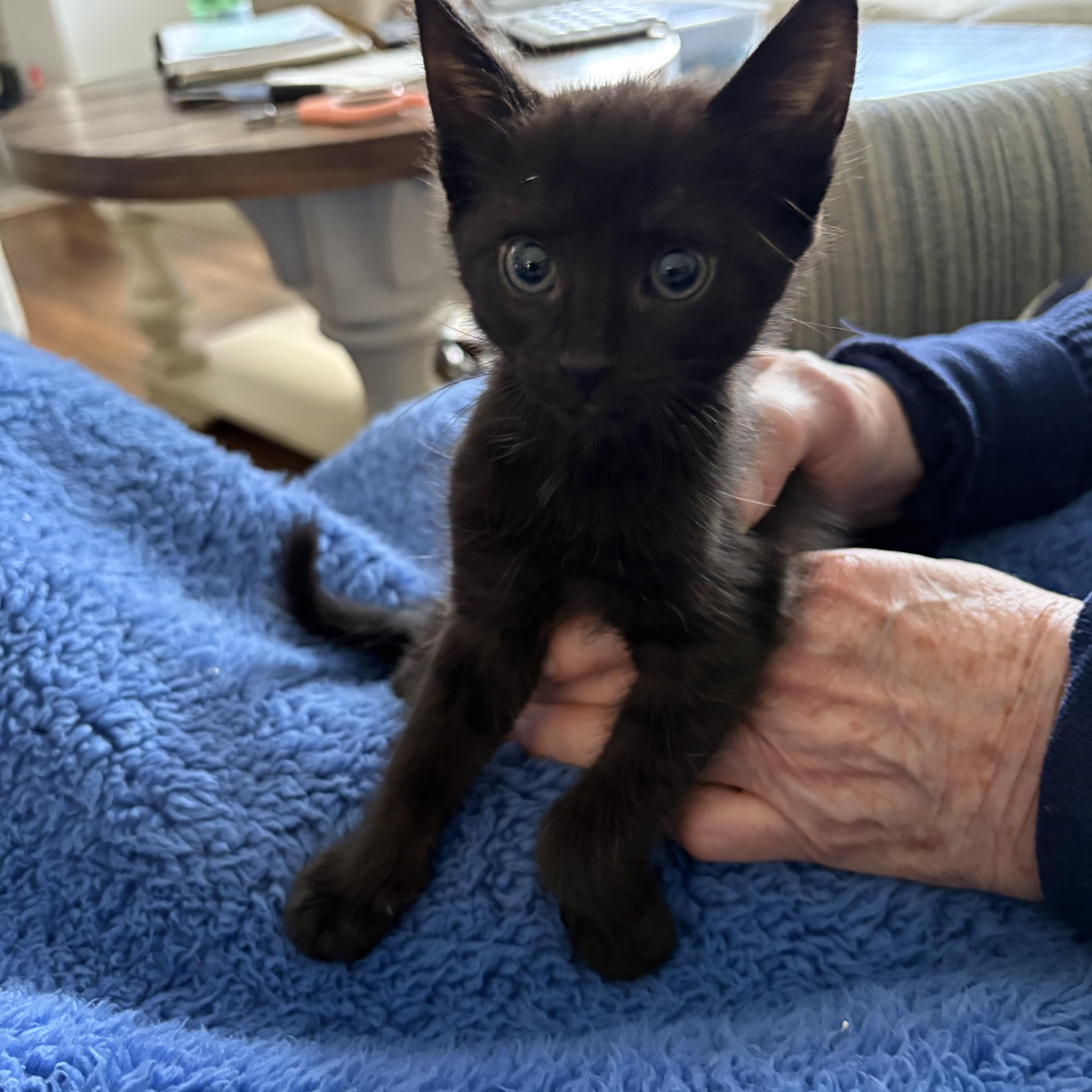 A baby medium-sized male Black Domestic Short Hair cat named Janus for adoption in Moriches, NY