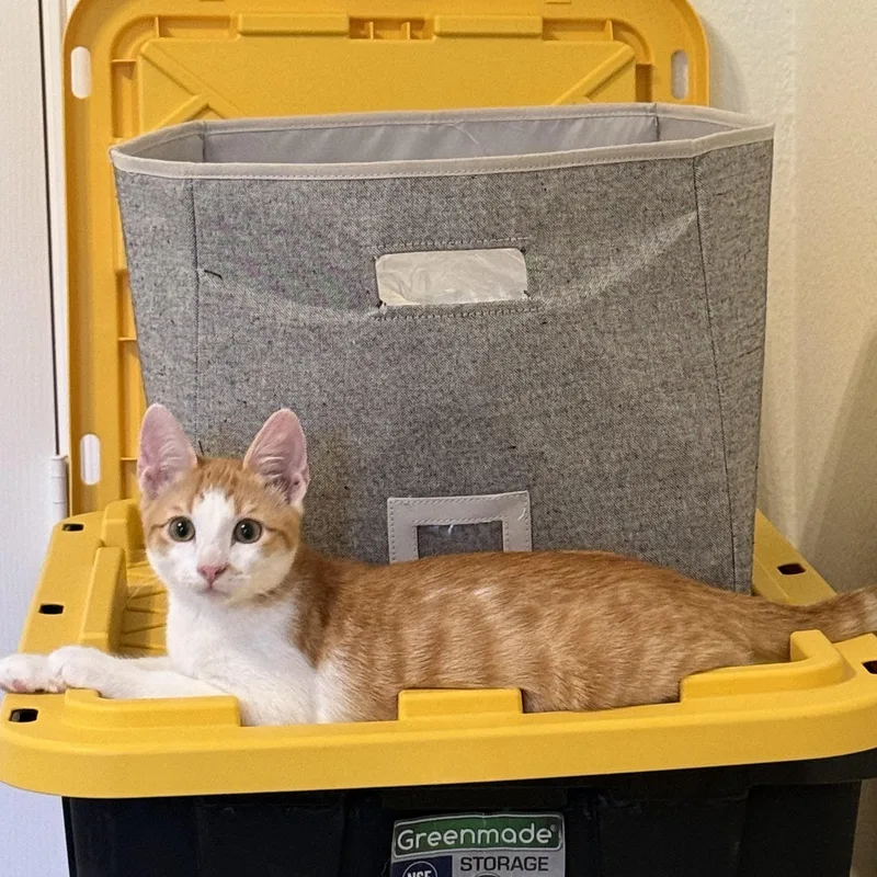 A baby medium-sized male Orange & White American Shorthair cat named Sully for adoption in Plano, TX
