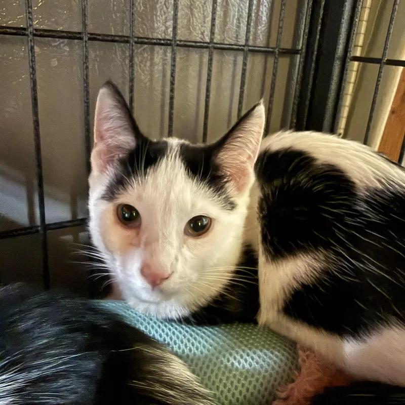 A baby small-sized male Black & White / Tuxedo Domestic Short Hair cat named Koda for adoption in North Chesterfield, VA