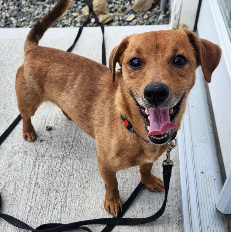 A young small-sized male Dachshund dog named Billy Bob for adoption in Walnutport, PA