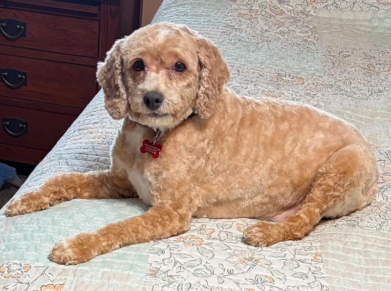 Barkley