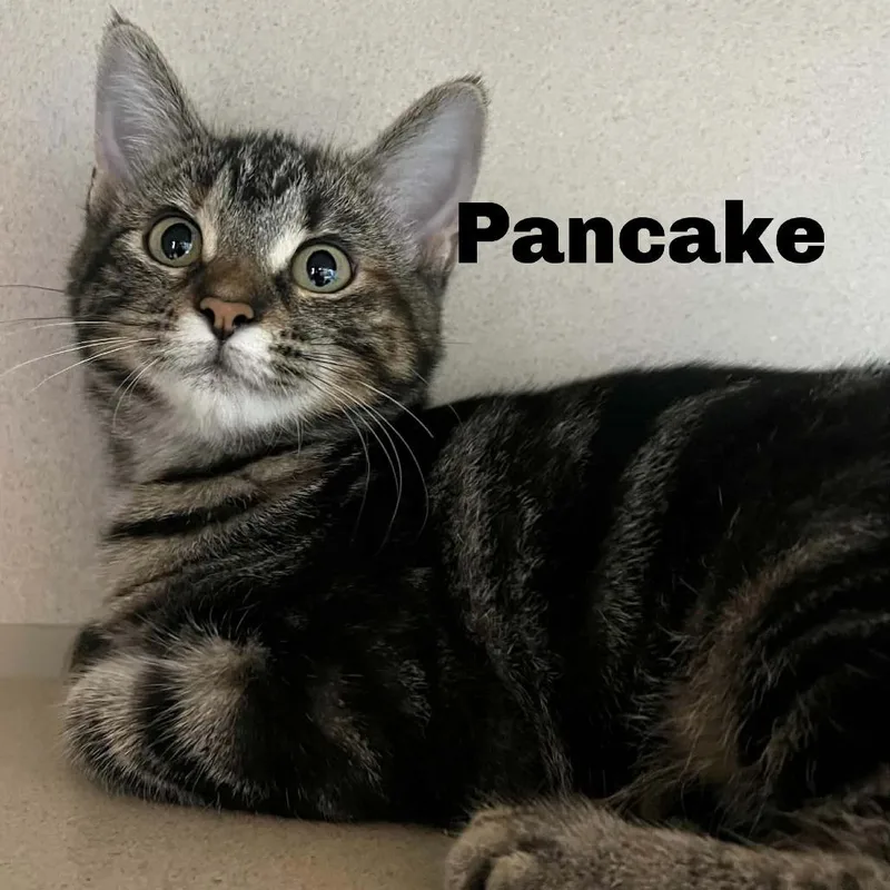 Pancake