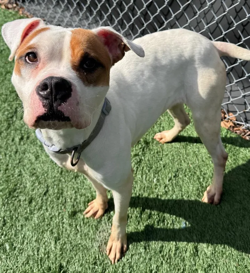 An adult medium-sized female Pit Bull Terrier dog named Chi Chi for adoption in Ferndale, NY