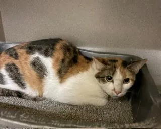 An adult medium-sized female Calico Domestic Short Hair cat named Gyspy for adoption in Mason City, IA