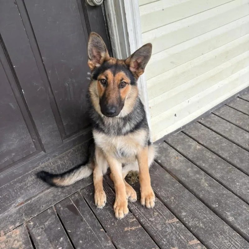 A young large-sized female German Shepherd Dog dog named ALPHARETTA  Grace for adoption in Blairsville, GA