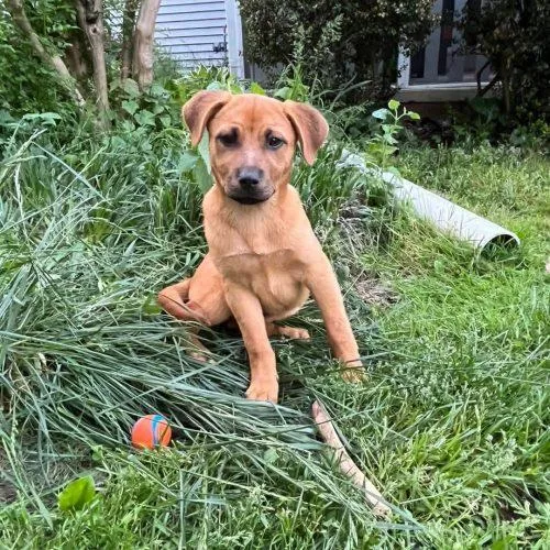 A baby small-sized female Brown / Chocolate Labrador Retriever dog named Mallory for adoption in Bellmawr, NJ