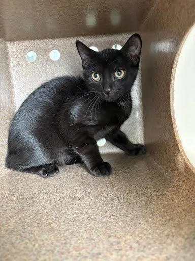 A baby small-sized male Domestic Short Hair cat named Jb for adoption in Washington, DC