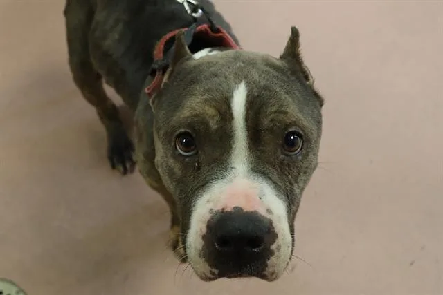 An adult medium-sized female Mixed Breed dog named Gigi for adoption in Columbia, SC