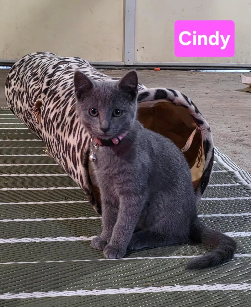 Cindy thumbnail 3