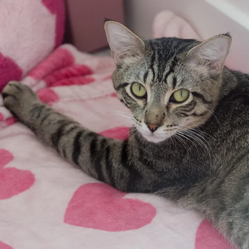 An adult large-sized male Brown / Chocolate Domestic Short Hair cat named Shika for adoption in Forest Park, IL