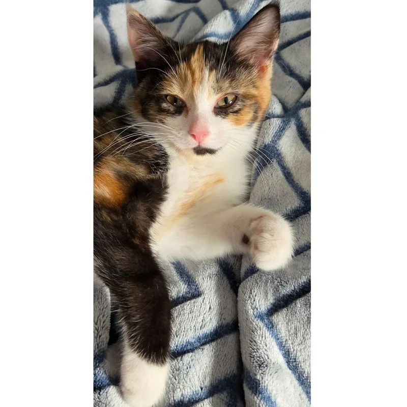 Kit