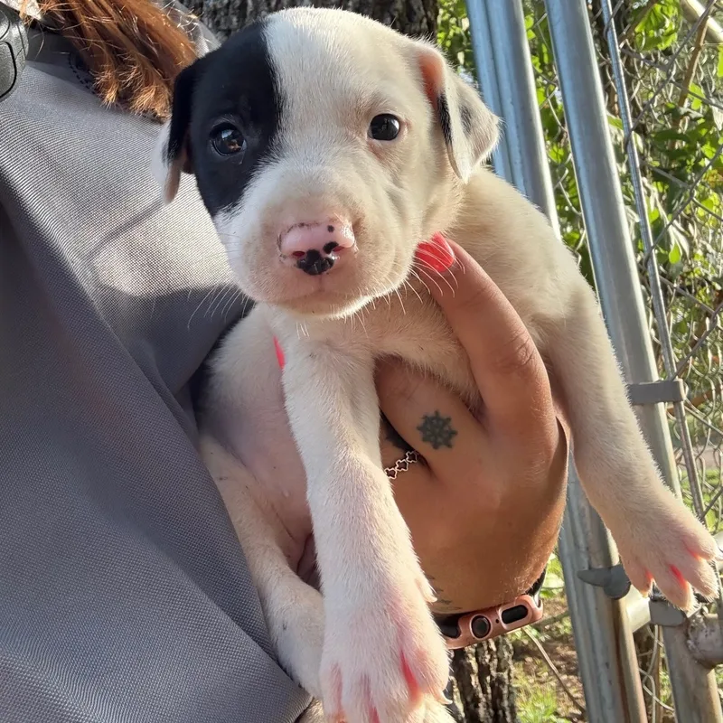 A young small-sized female White / Cream Pit Bull Terrier dog named Arizona for adoption in Bastrop, TX