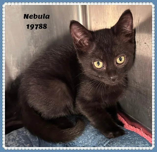 A baby medium-sized male Black Domestic Short Hair cat named NEBULA see also NOVA for adoption in Marietta, GA