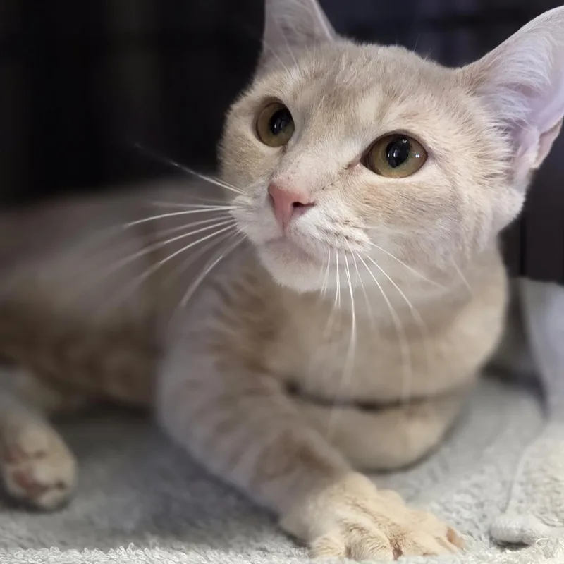 A young medium-sized female Buff / Tan / Fawn Domestic Short Hair cat named Sandy for adoption in Pittsford, VT