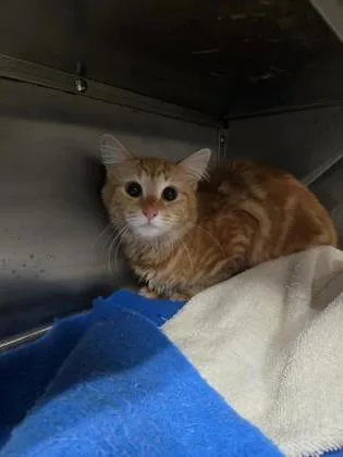 An adult medium-sized female Domestic Medium Hair cat named Ember Sage for adoption in West Chester, PA
