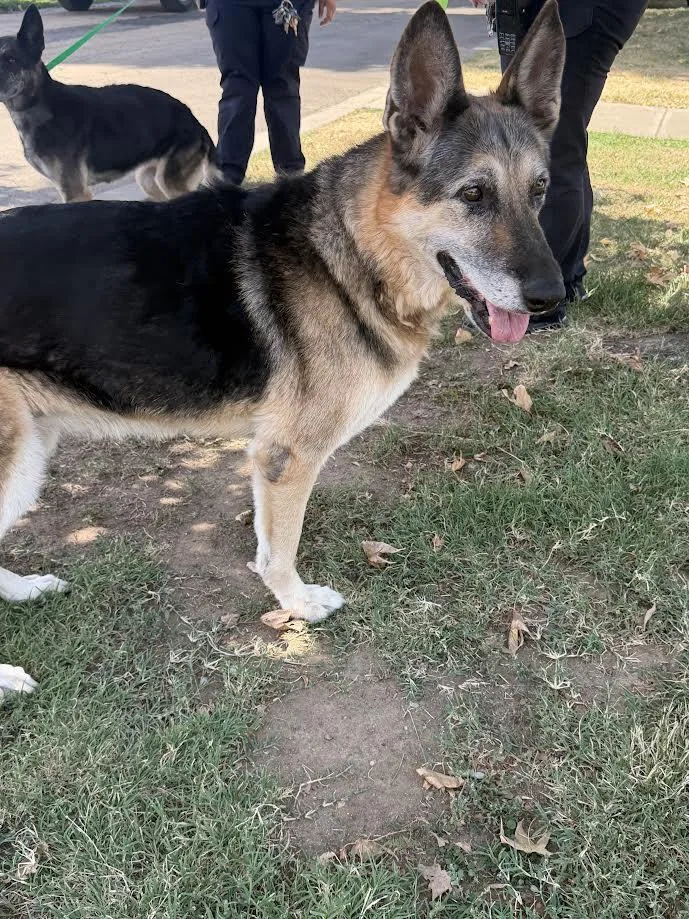 A senior large-sized female Black German Shepherd Dog dog named Roxy for adoption in Oakdale, CA