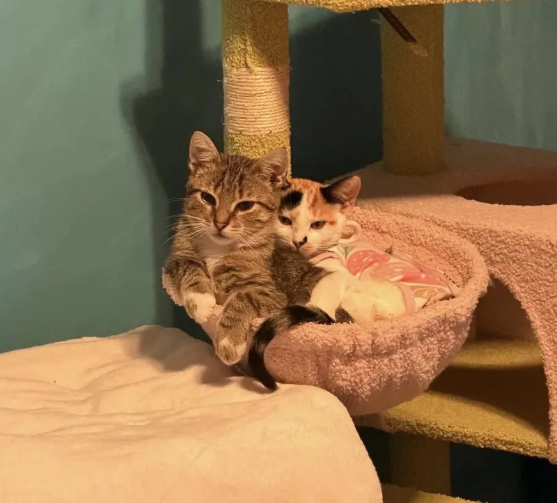A baby medium-sized male Domestic Short Hair cat named Bob Ross for adoption in Rochester , NY
