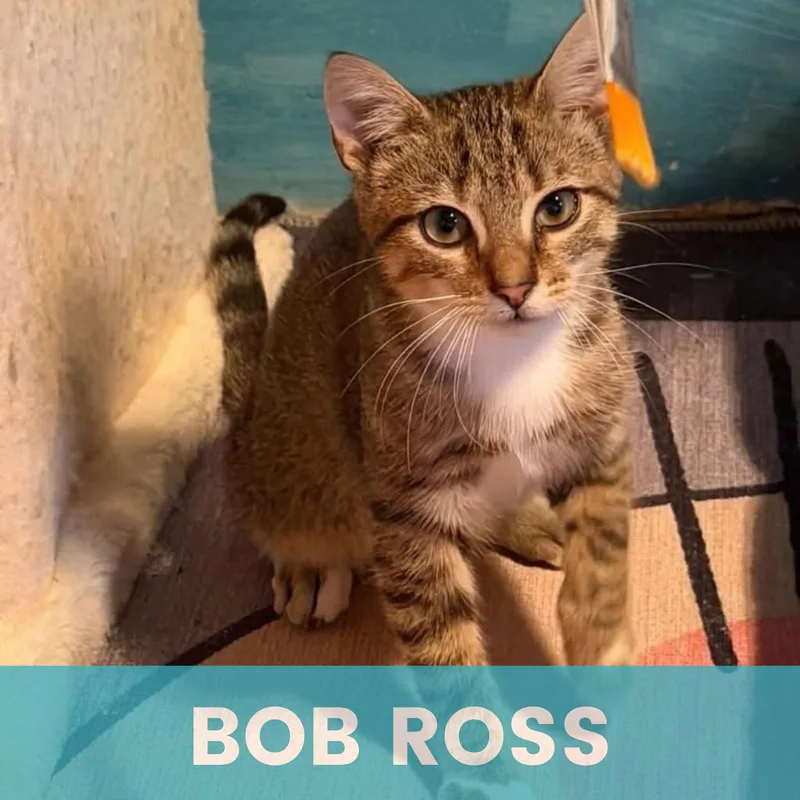 Bob Ross thumbnail 6
