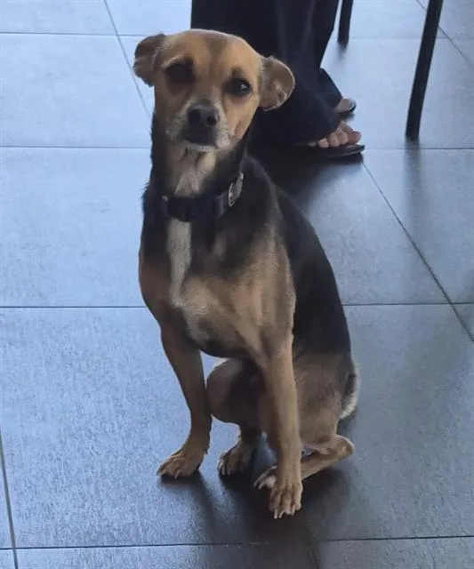 A young small-sized male Chihuahua dog named Ricochet for adoption in San Antonio, TX
