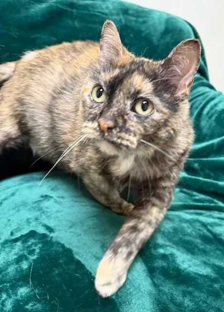 A senior medium-sized female Tortoiseshell Domestic Short Hair cat named Almond for adoption in Miller Beach, IN