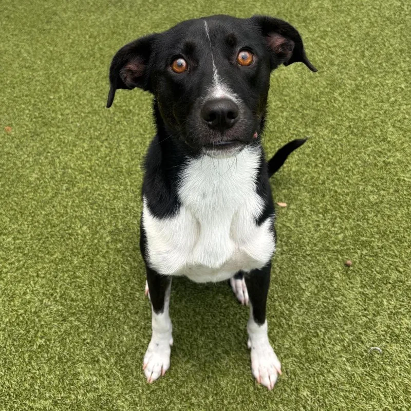 An adult medium-sized male Black Mixed Breed dog named Jagger for adoption in Titusville, FL