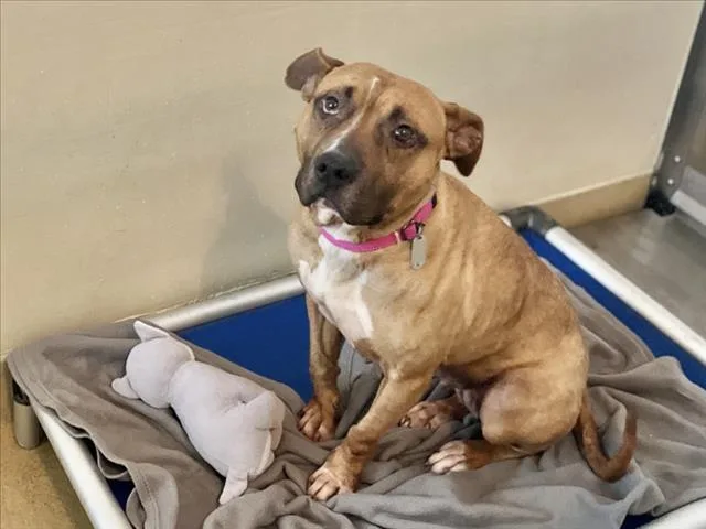 A young medium-sized female Pit Bull Terrier dog named Kamar for adoption in Chapel Hill, NC