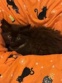 A baby medium-sized female Domestic Long Hair cat named Maeve for adoption in Little Rock, AR