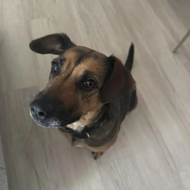 An adult medium-sized female Brown / Chocolate Coonhound dog named Coco for adoption in Enid, OK