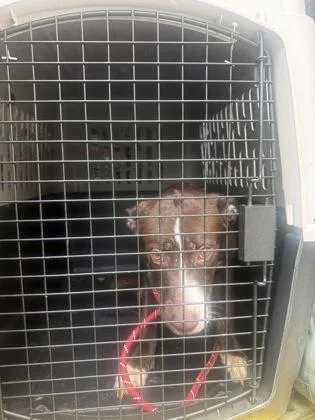 An adult medium-sized female Mixed Breed dog named Harper for adoption in West Chester, PA