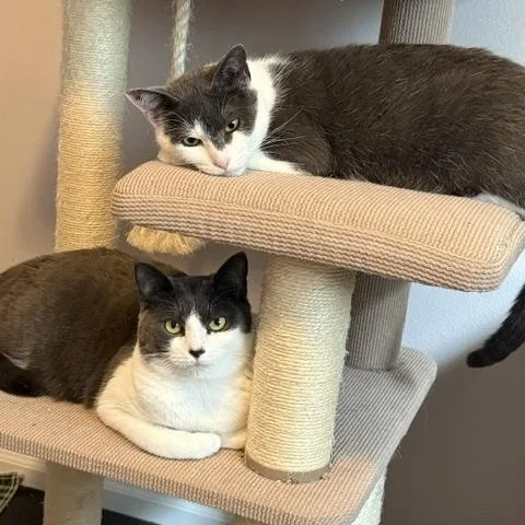 An adult large-sized female Gray & White Domestic Short Hair cat named Button & Penny for adoption in Olympia, WA