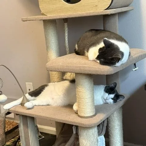 Button & Penny thumbnail 2