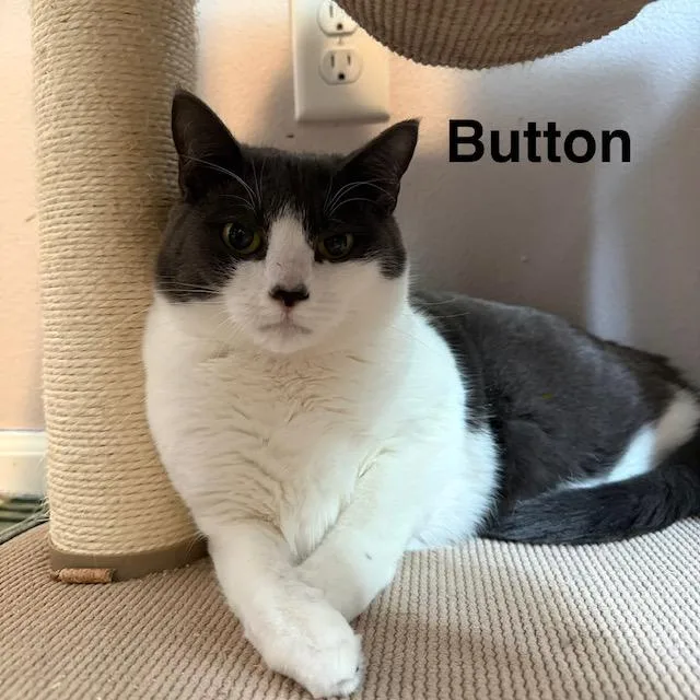 Button & Penny thumbnail 3