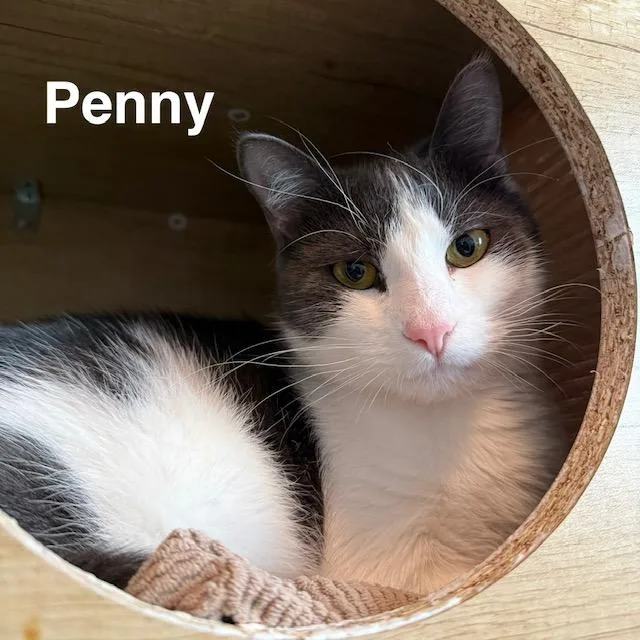 Button & Penny thumbnail 4