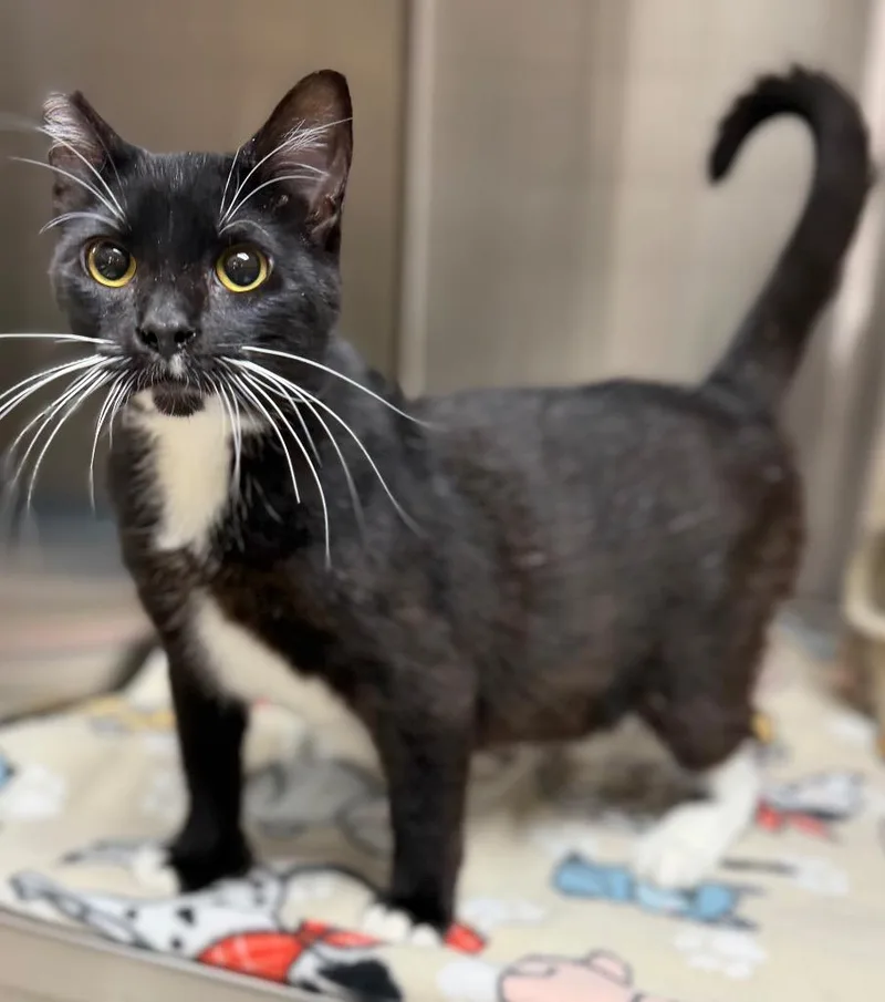 A baby medium-sized male Black & White / Tuxedo Domestic Short Hair cat named Turmeric for adoption in Columbus, NE