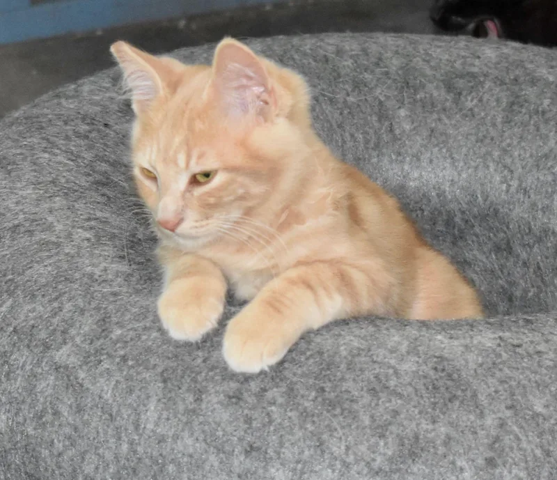 Cheeto thumbnail 4