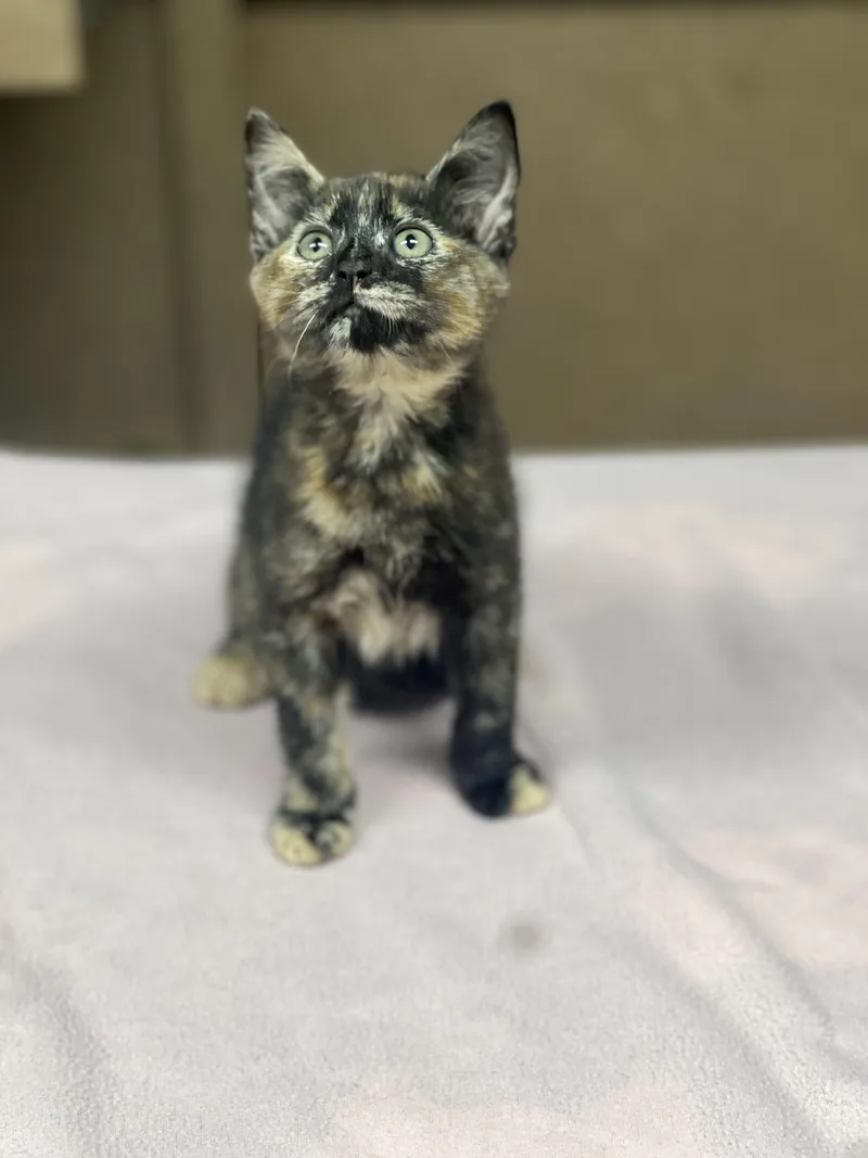 A baby small-sized female Tortoiseshell Domestic Short Hair cat named Milky Way for adoption in Media, PA