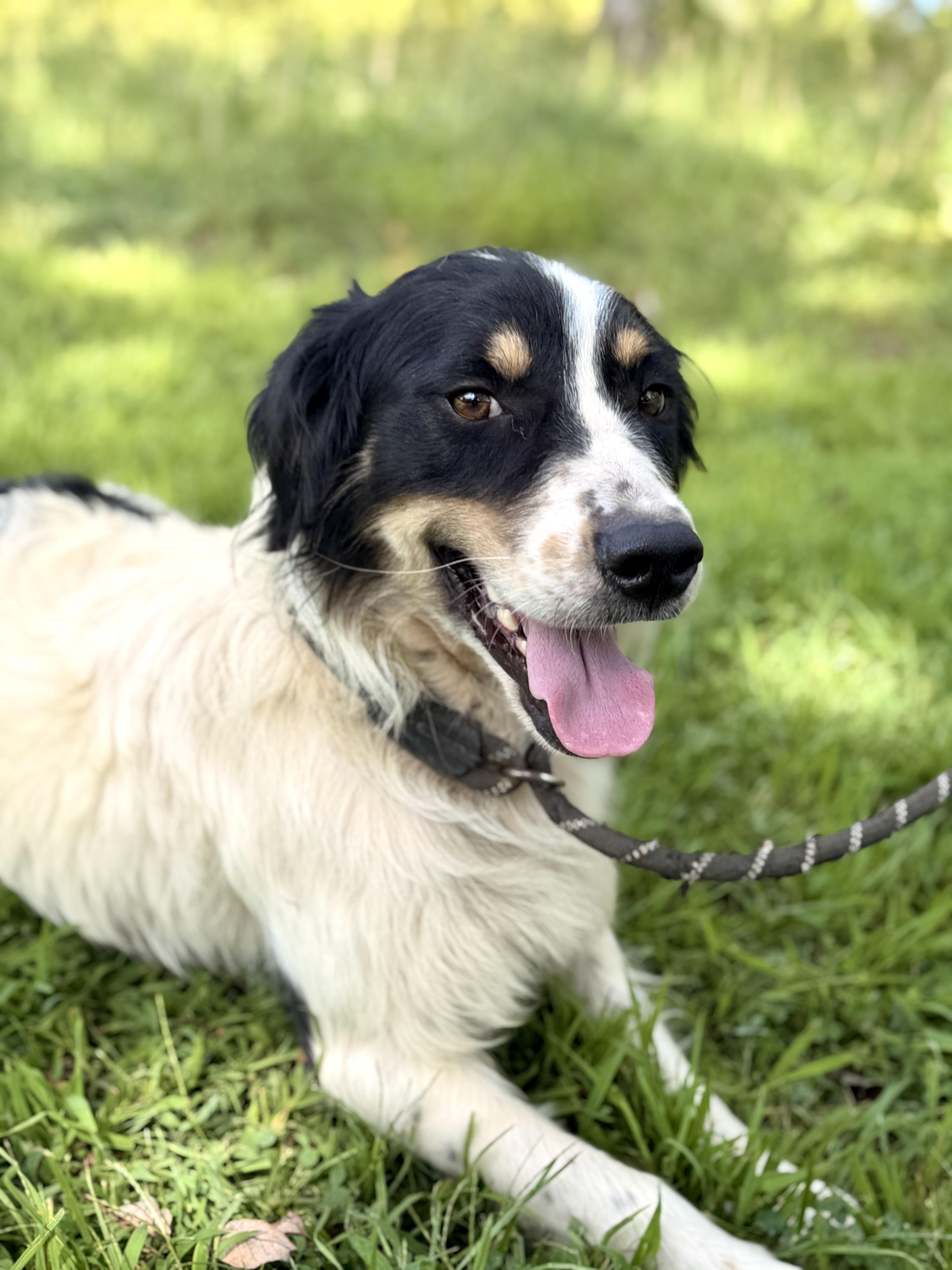 A young medium-sized male White / Cream Australian Shepherd dog named Dude for adoption in Gradyville, KY