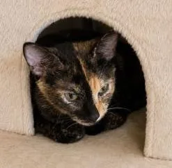 A baby medium-sized female Tortoiseshell Domestic Short Hair cat named Nova Stubs for adoption in Battle Creek, MI