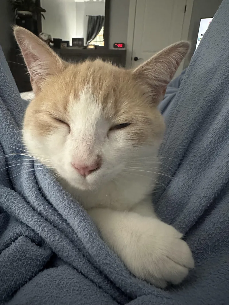 A young medium-sized male Domestic Short Hair cat named Calvin for adoption in Marion, NC