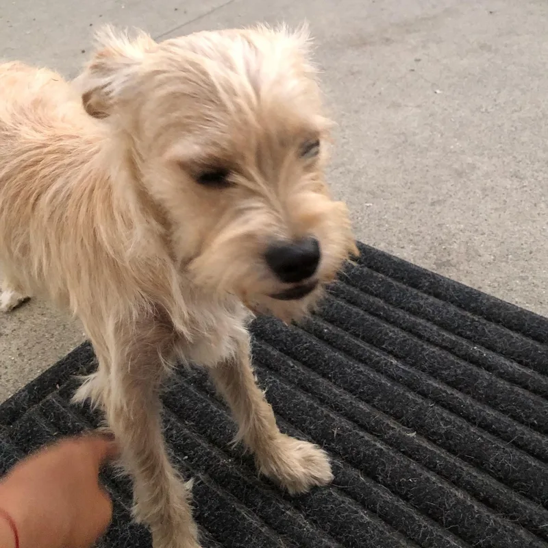 Bonded Pair thumbnail 2