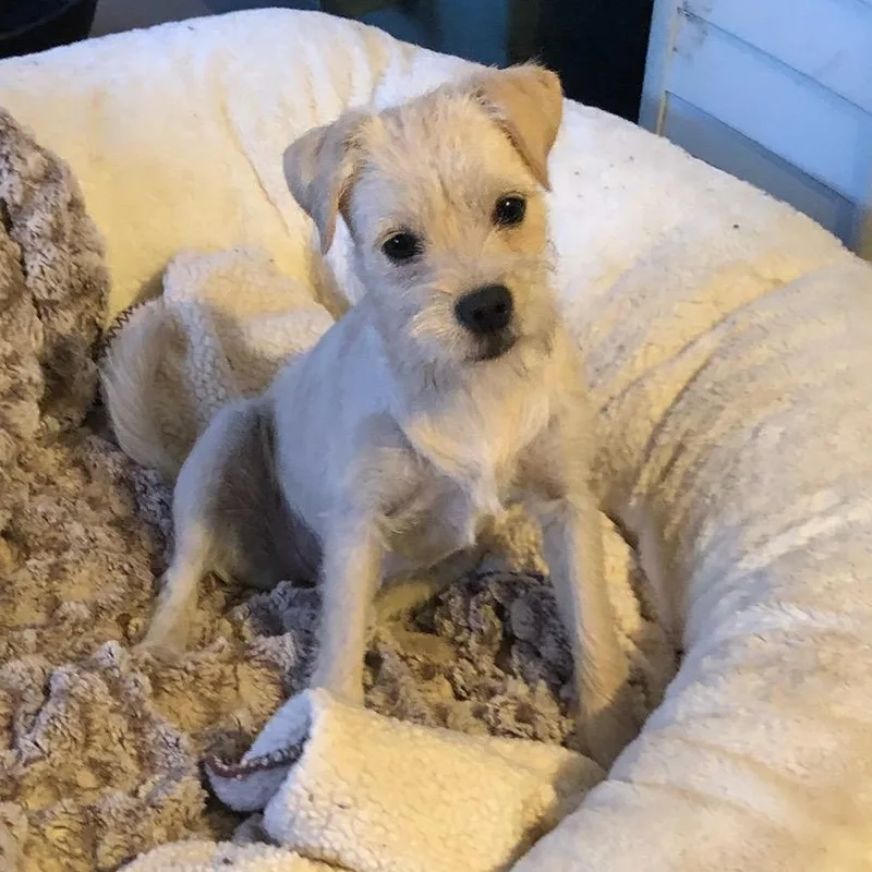 Bonded Pair thumbnail 3