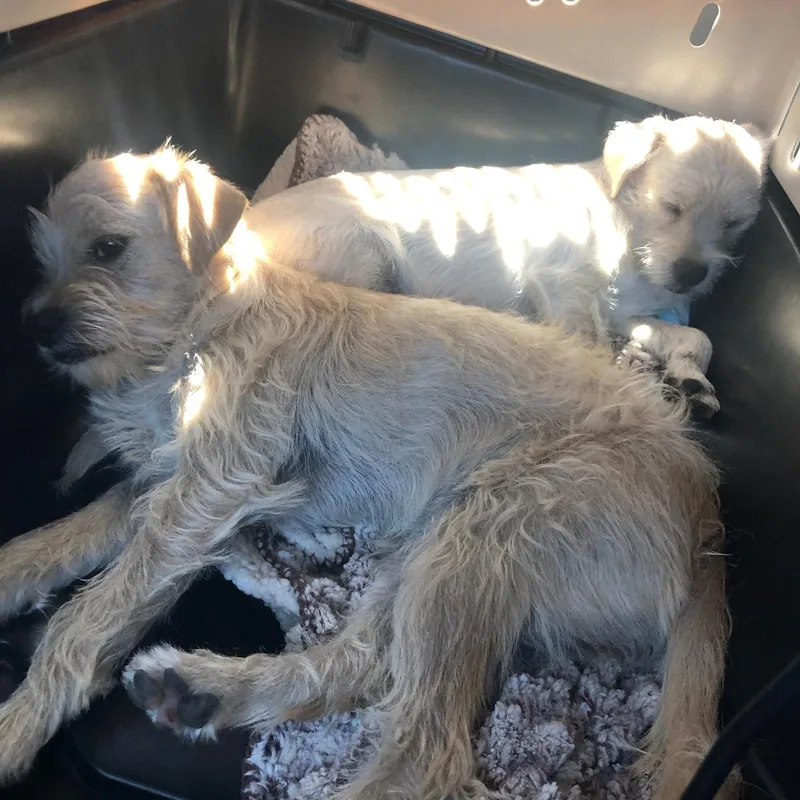 Bonded Pair thumbnail 4