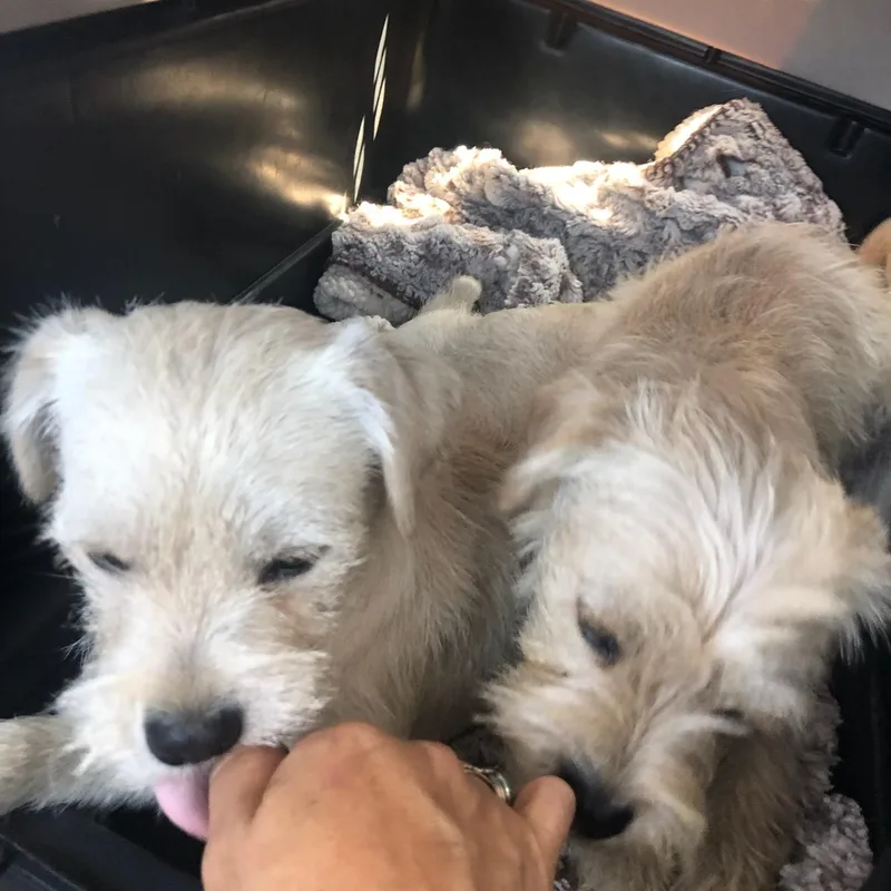 Bonded Pair thumbnail 5