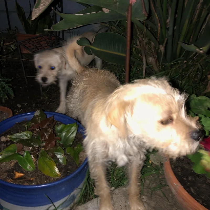 Bonded Pair thumbnail 6