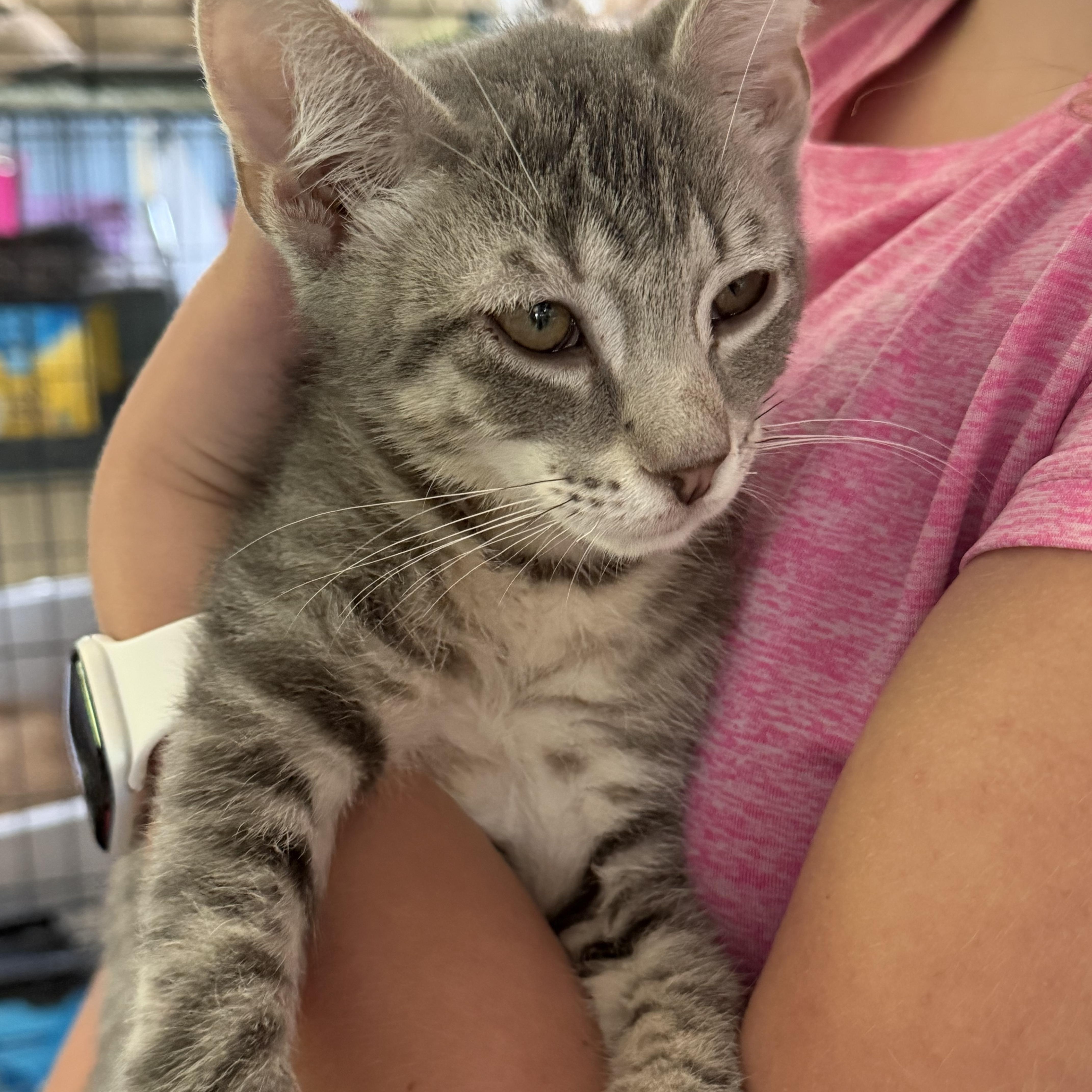 A baby medium-sized female Domestic Short Hair cat named Capri Sun for adoption in Warren, OH
