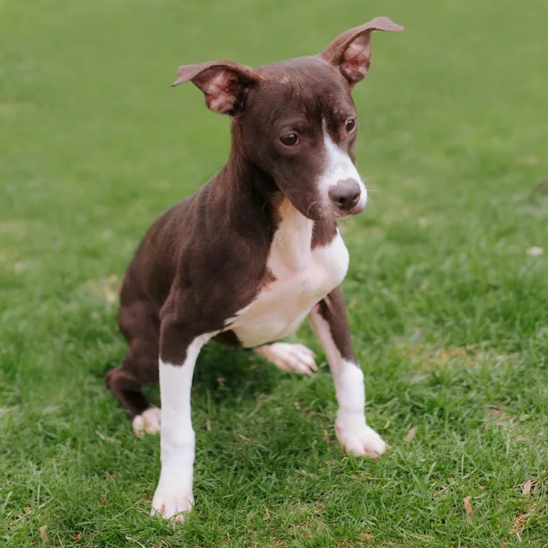 A baby small-sized female Black Pit Bull Terrier dog named Dr. Mckay for adoption in Northbrook, IL