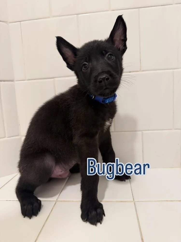 A baby small-sized male Belgian Shepherd / Malinois dog named Dnd Litter Bugbear for adoption in Imlay City, MI