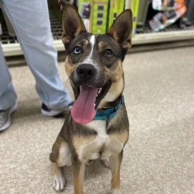 Maverick thumbnail 3